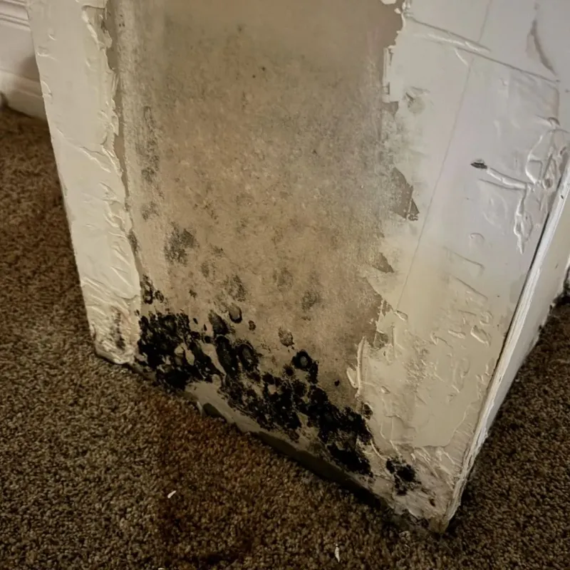 Professional Mold Removal in Andover, NH